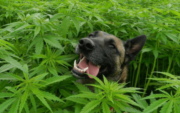 IS CBD HEMP OIL GOOD FOR PETS?