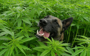 IS CBD HEMP OIL GOOD FOR PETS?