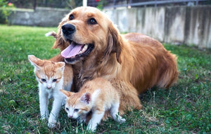 CBD FOR PETS MEANS RELIEF DURING ALLERGY SEASON